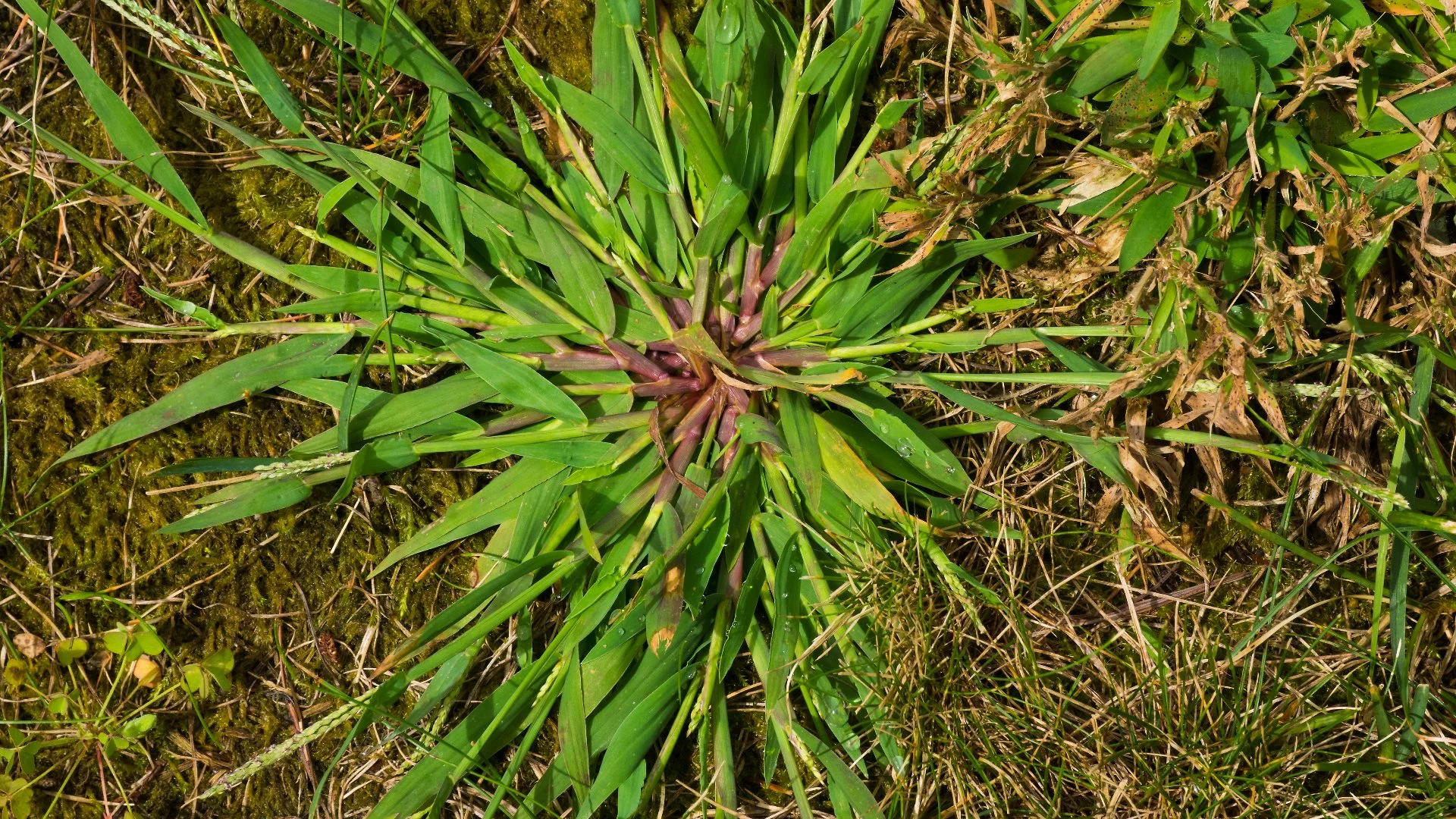 Is Applying a Weed Control Treatment in the Fall Worth It?