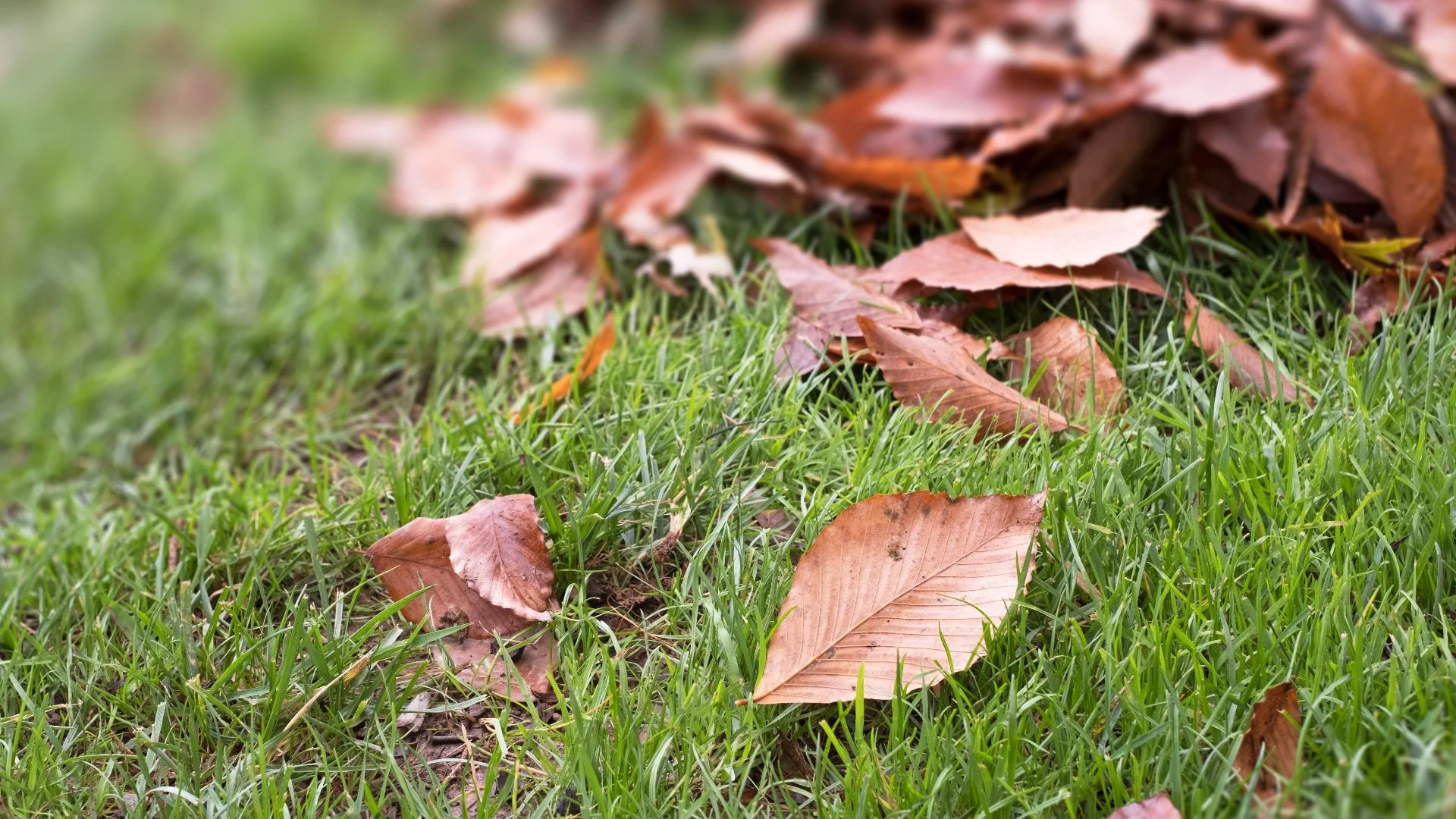 Don't Let Leaves Sit on Your Lawn! Clean Them up in the Fall
