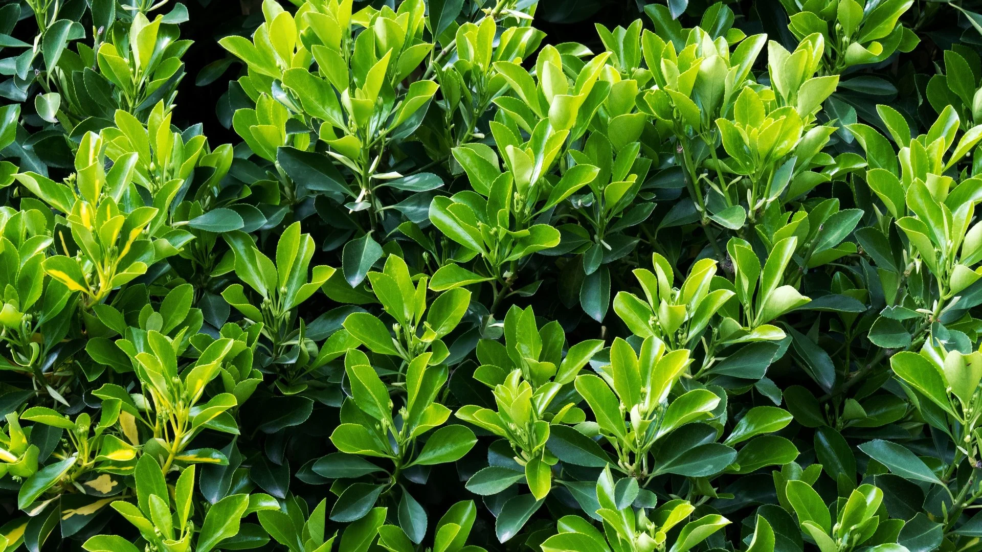 Pruning Is a Beneficial but Delicate Service - Let Pros Handle It!