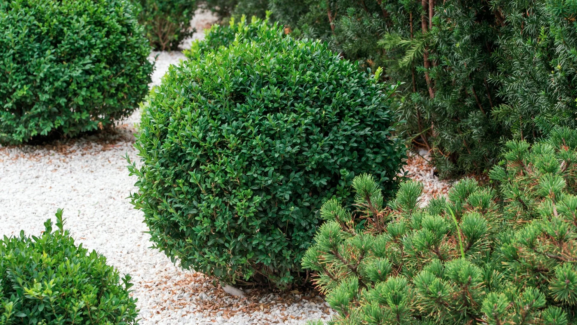 What Is the Purpose of Pruning Your Plants?