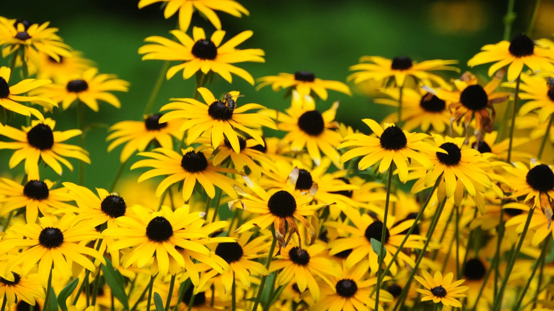 Popular Perennials to Help Inspire Your Landscape Design