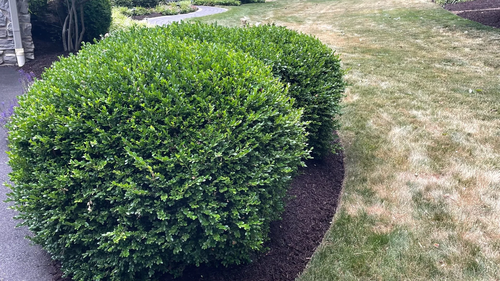 Trimming & Pruning Are Essential for Your Plants, but They Aren't the Same!