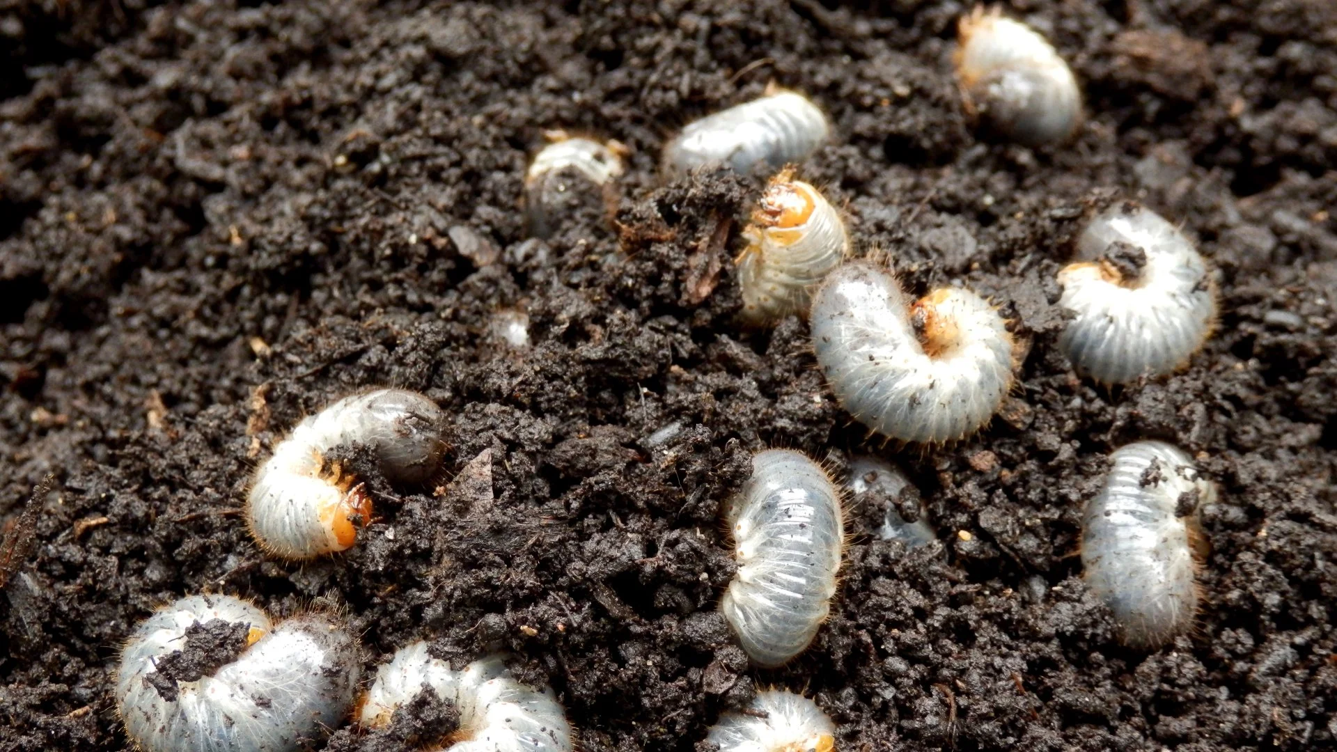 Get the Jump on Grubs With a Preventative Grub Control Treatment