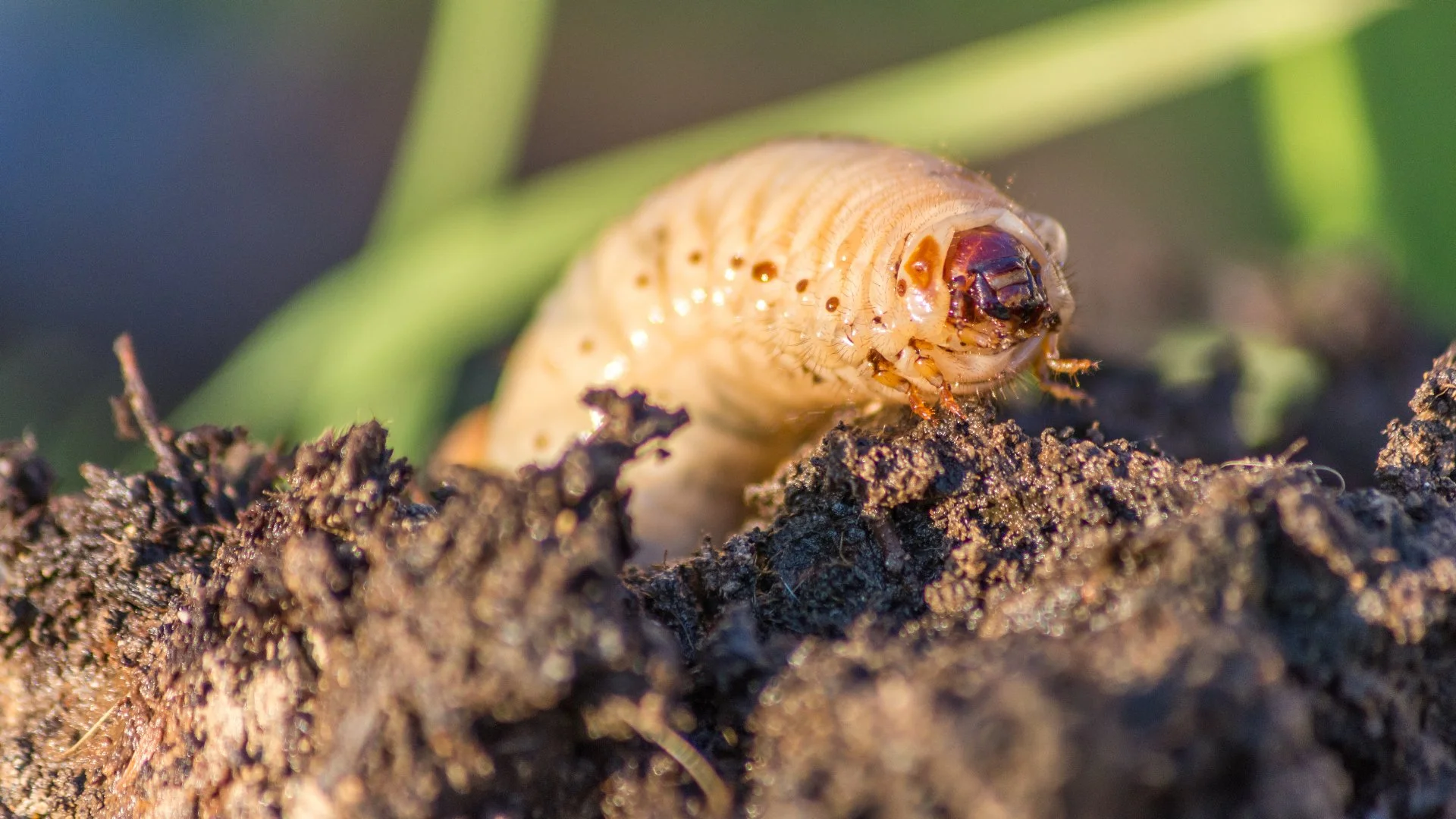 How Do You Know if Your Lawn Has a Grub Infestation?