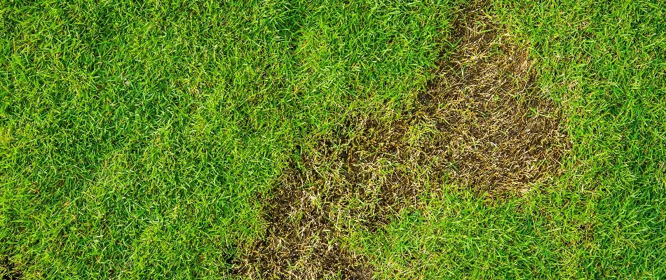 Bare patch on a lawn in Lititz, PA, caused by grubs.
