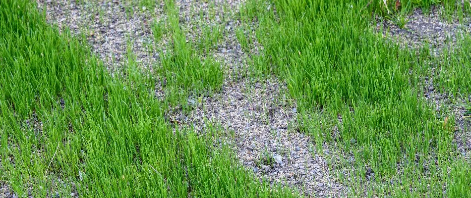Bare areas on a lawn in Lititz, PA, with grass seeds.