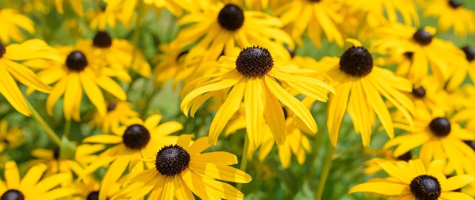 The yellow flowers of black-eyed Susans in Lititz, PA.