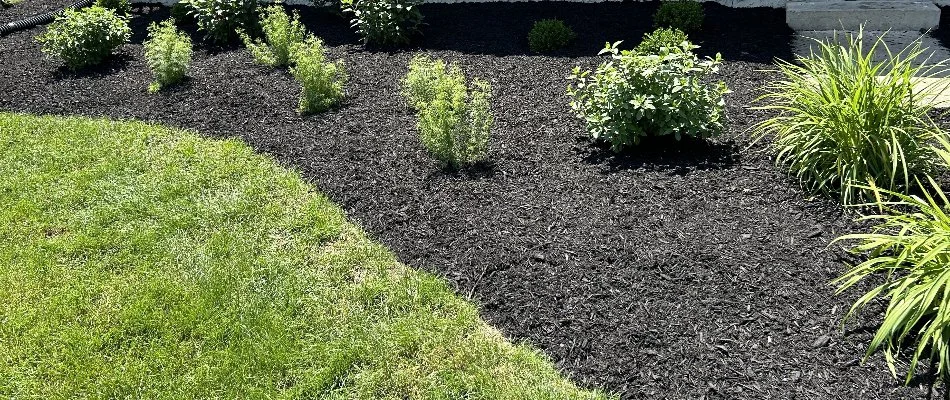 Black mulch and green plants in Lititz, PA.