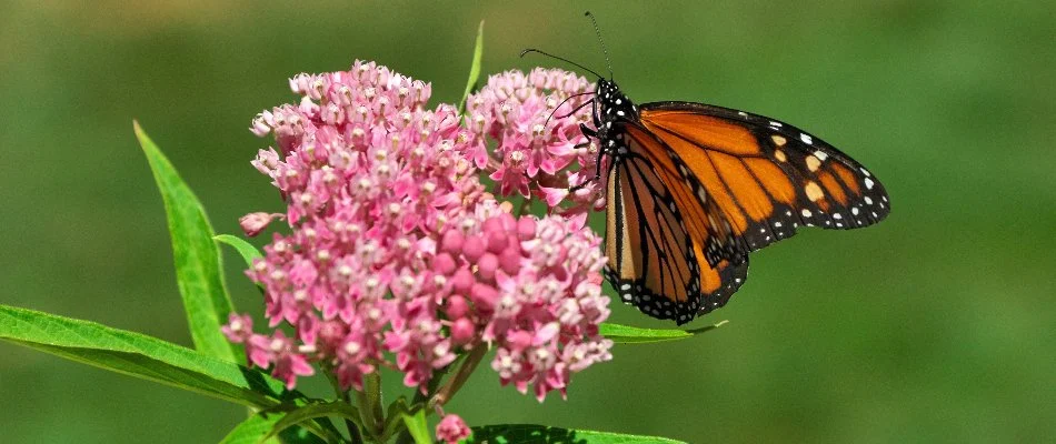 Butterfly on a milkweed flower in Lititz, PA.