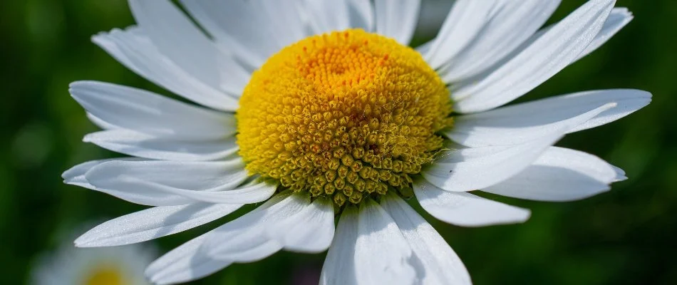 Close up of a daisy flower in Lititz, PA.