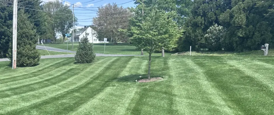 Freshly mowed grass in Lancaster, PA, with some trees.