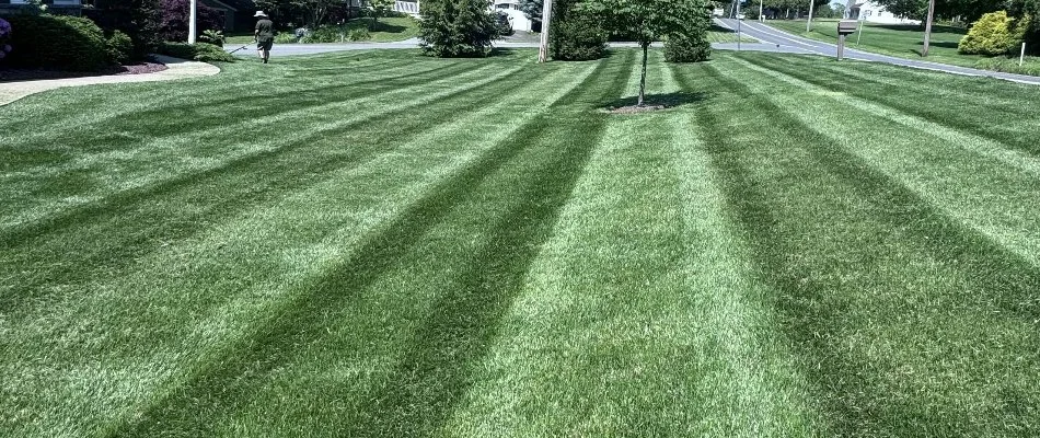 Freshly mowed grass in Lititz, PA.