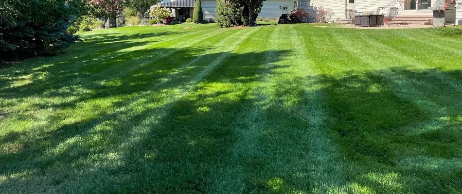 Green grass in partial shade in Lititz, PA.