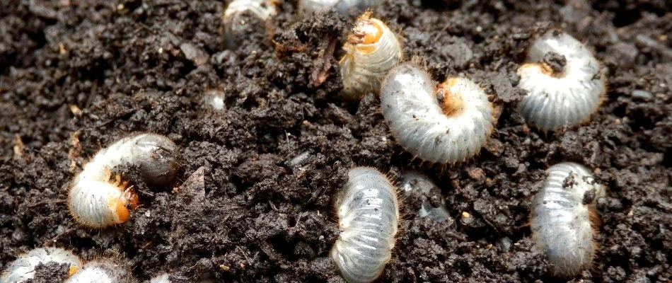 Grubs on the soil in Lititz, PA.