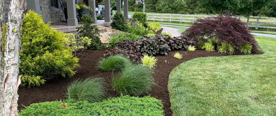 Landscape bed in Lititz, PA, with mulch and shrubs next to a lawn.