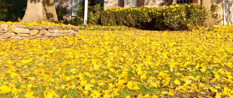 Lawn in Lititz, PA, covered in yellow leaves.