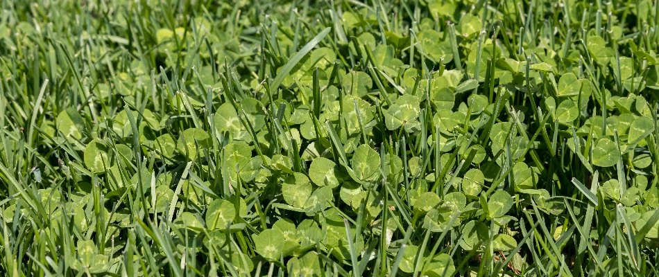 Lawn in Lititz, PA, with clover weeds.