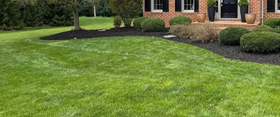 Lush fertilized grass in Lititz, PA, and shrubs on a landscape bed.