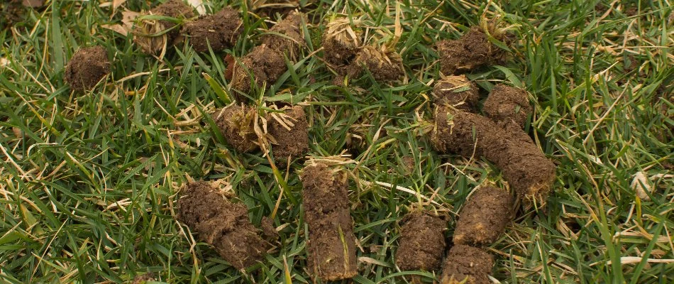 Plugs of soil from a lawn in Lititz, PA, after aeration.