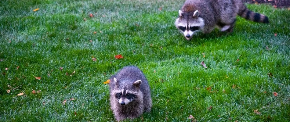 Raccoons on a lawn in Lititz, PA.