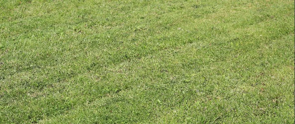 Ruts on a lawn in Lititz, PA.