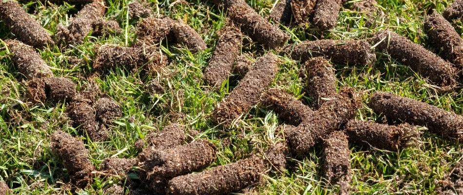 Soil plugs after aeration on a lawn in Lititz, PA.