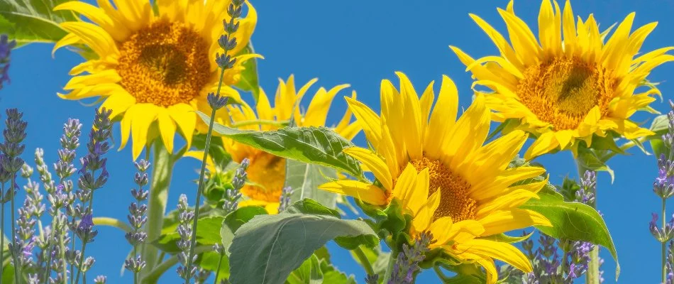 Yellow sunflowers with their large leaves in Lititz, PA.