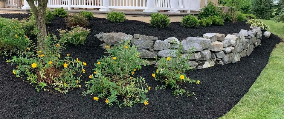 Black mulch in a landscape bed on a property in Lititz, PA.