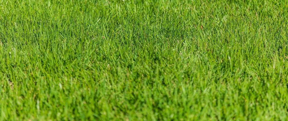 Close up of vibrant, green grass blades in Ephrata, PA.