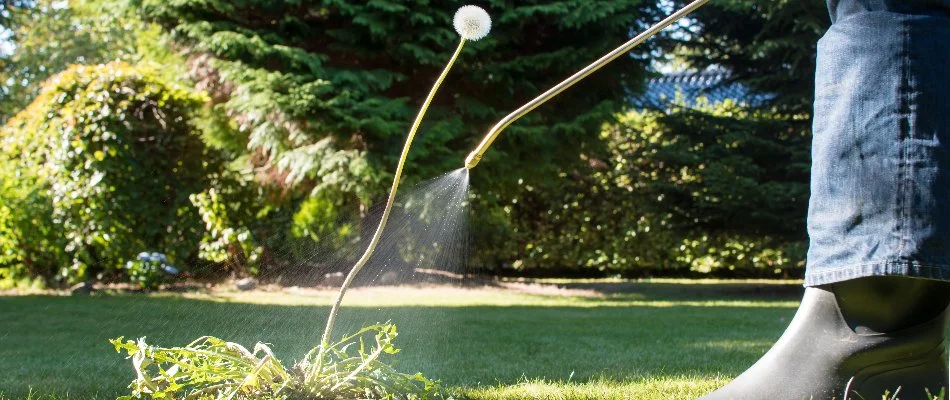 Dandelion weed on a lawn in Lititz, PA, being sprayed.