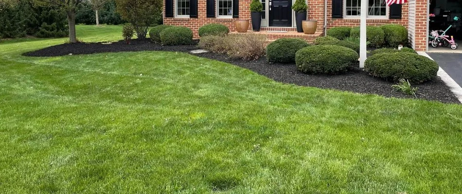 Dense grass and shrubs in a yard in Denver, PA.