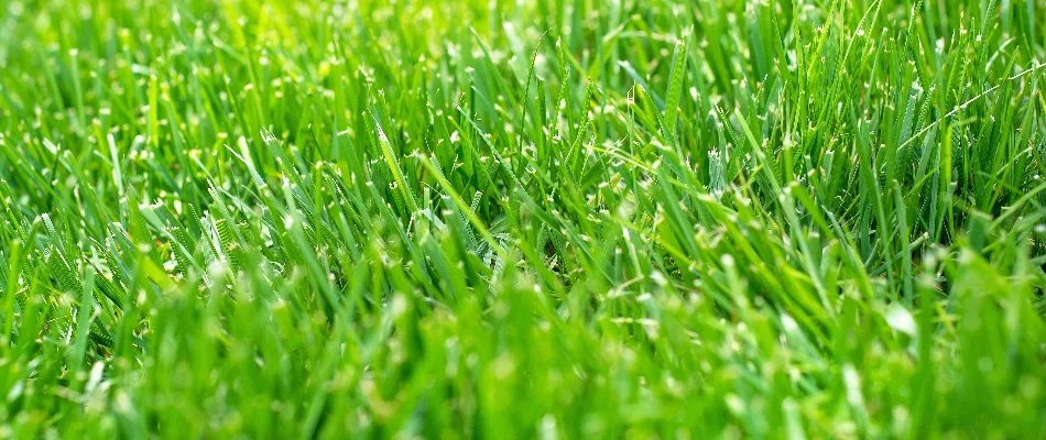 Dense grass blades in Lititz, PA.