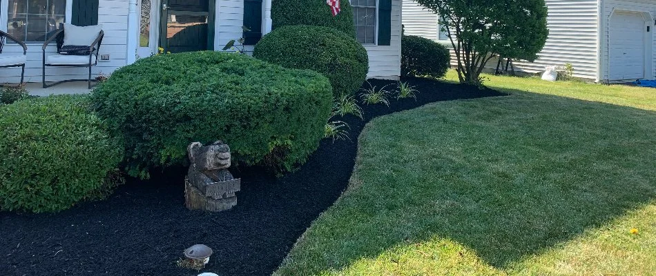 Landscape bed in Salunga, PA, with dense shrubs and black mulch.