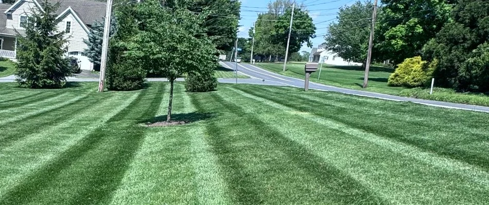 Freshly mowed green lawn in White Oak, PA, with trees.