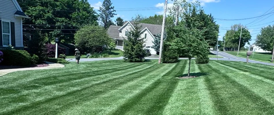 Grass in Brownstown, PA, with mowing pattern.