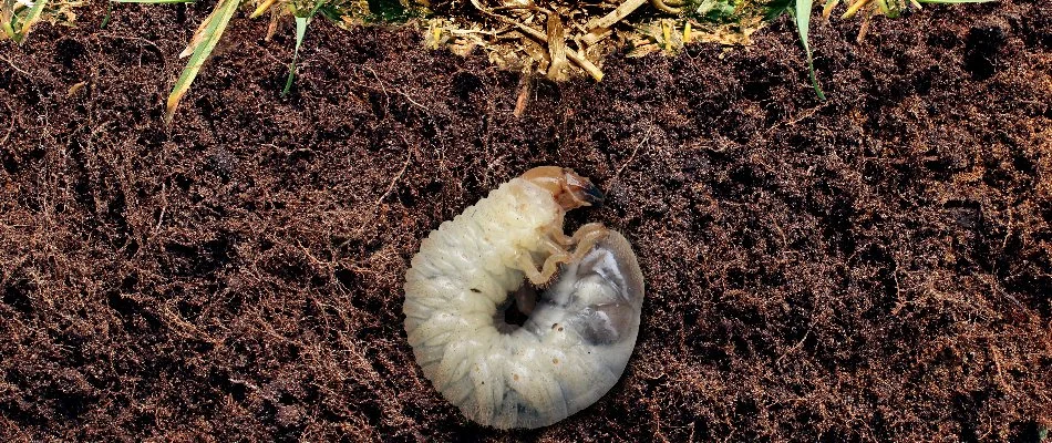 Grub in the soil eating the roots of grass in Lititz, PA.