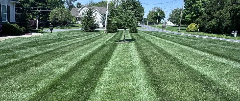 Healthy, fertilized lawn on a property in Lititz, PA.