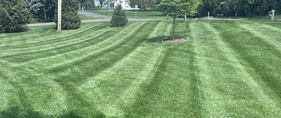 Healthy mowed lawn in Akron, PA.