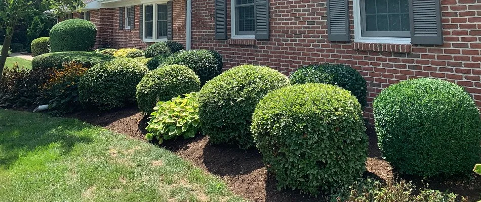 Landscape bed in Elizabethtown, PA, with lush green shrubs and mulch.