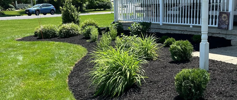 Landscape bed with mulch and green shrubs in Ephrata Township, PA.