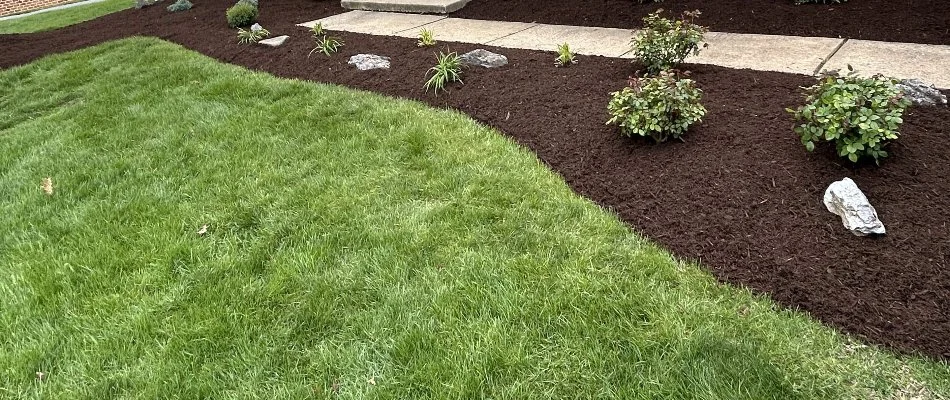 Landscape bed with pristine mulch cover beside lush grass in Lititz, PA.