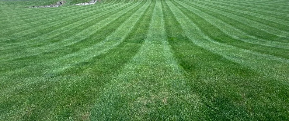 Large, green lawn in Landisville, PA, with mowing stripes.