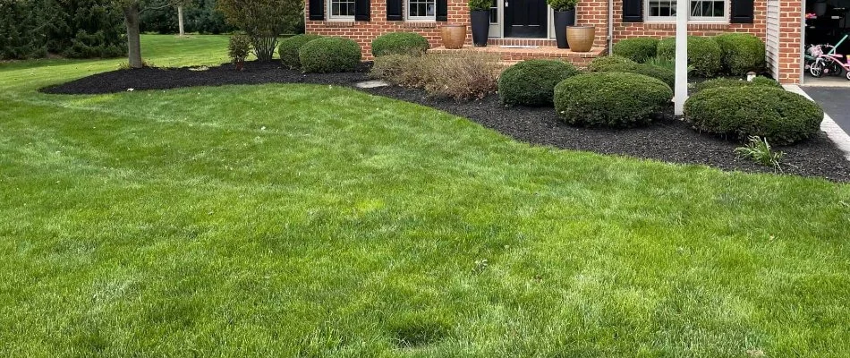Lush green grass in Ephrata Township, PA, beside a landscape bed with shrubs.
