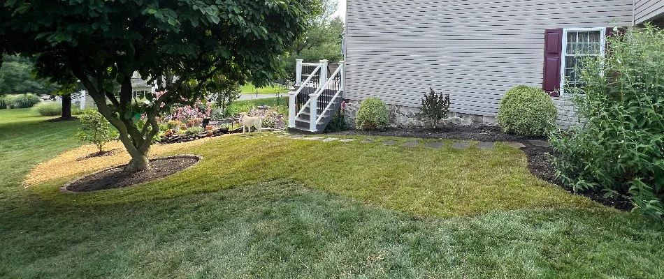 Lush green grass in Mount Joy, PA, with a tree and some plants.