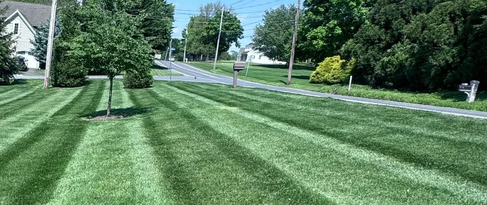 Lush healthy grass in Cornwall, PA, with a tree.