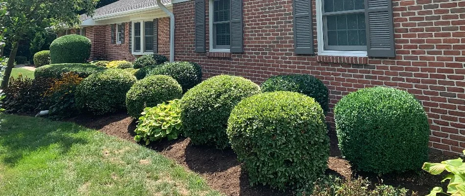 Neatly trimmed shrubs on a mulched landscape in Akron, PA.