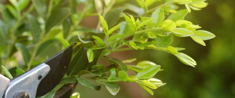 Pruning some leaves off a shrub in Lititz, PA.