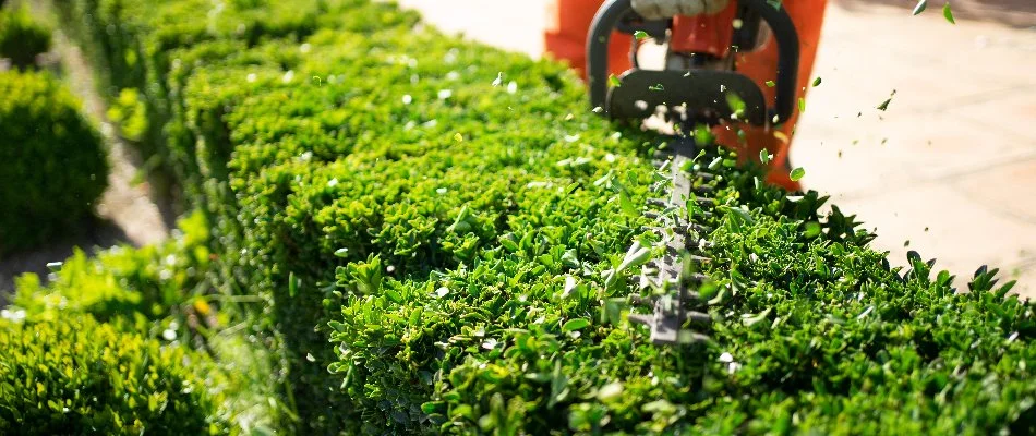 Shrubs being trimmed on a property in Lititz, PA.