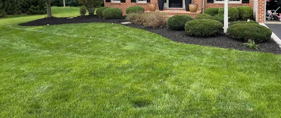 Thick green lawn in Elizabethtown, PA, near a landscape bed with shrubs.