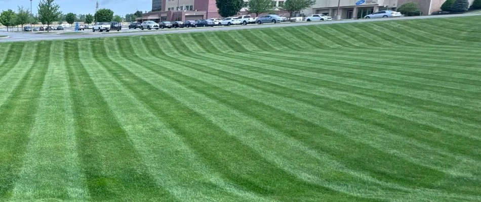Thick green lawn in Salunga, PA, with mowing stripes.